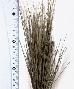 Erba Alta Secca Colori Multipli per Presepi e Diorami