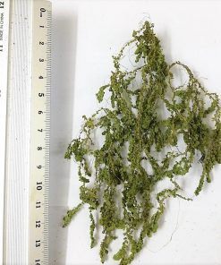 Cespugli / Rampicante Micro Foglie per Presepi e Diorami