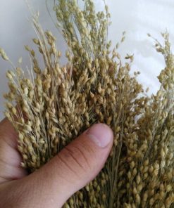 Plante de blé pour crèches et dioramas