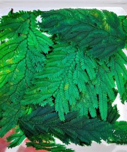 15/20 foglie di jungle plant Mini felce per Diorama dip17608