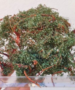 Alternative view of 000 CYBER Zarok – wild bush or wild green creeper - DIY kit 300-22-1