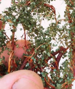 000 CYBER Zarok – wild bush or wild green creeper - DIY kit 300-22-1