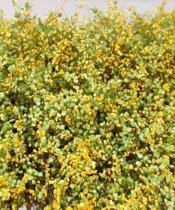 27 mm de altura - 22 nuevos mechones de hierba con hojas y flores amarillas 50-5003