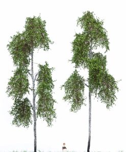 2x Bosque Abedul 18-22 cm 51-2313