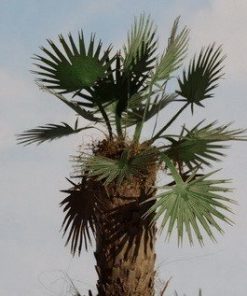 Foglie di palma 1:35 – tipo 2 verde VG3-012